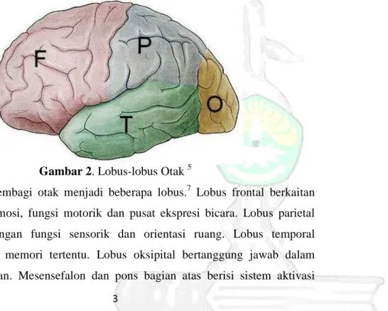 Gambar 2. Lobus-lobus Otak  5 