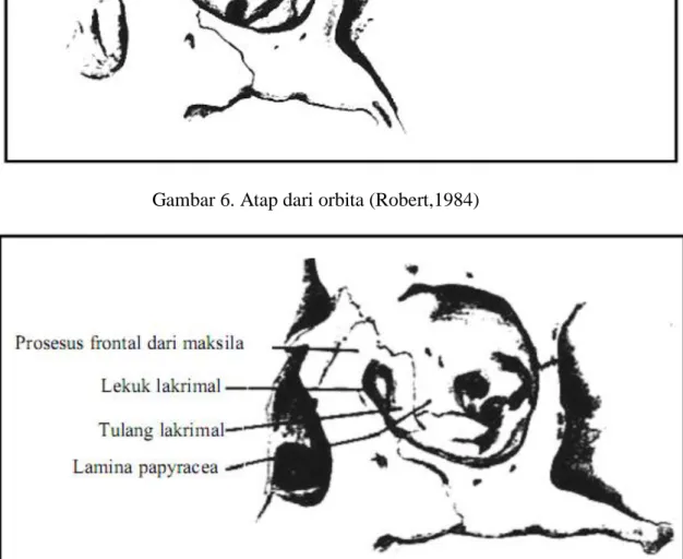 Gambar 7. Dinding Medial Orbita (Robert, 1984) 