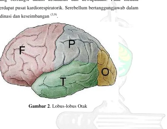 Gambar 2. Lobus-lobus Otak 