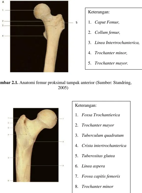 Gambar 2.2. Anatomi femur proksimal tampak posterior (Sumber: Standring,  2005)  2. Collum femur,  3