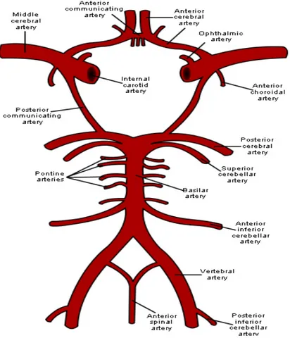 Gambar 2.1. Skema  sirkulus  willisi, arteri pada otak, dan batang otak (Tubbs,  2011)