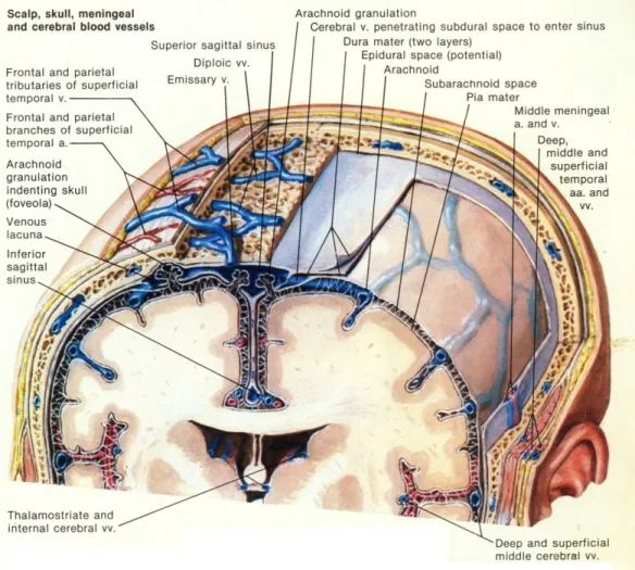 Gambar 4. Pembuluh darah vena pada otak Dikutip dari kepustakaan