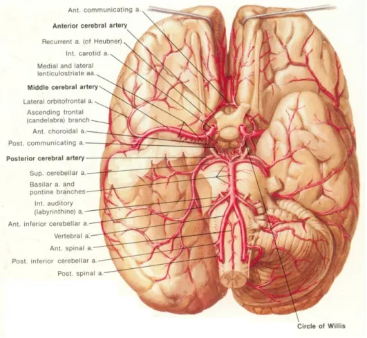 Gambar 3. Pembuluh darah arteri pada otak dikutip dari kepustakaan