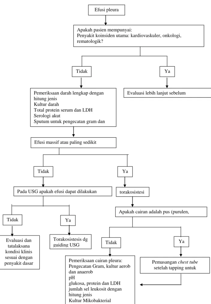 Gambar 3. Algoritma diagnosis efusi pleura  17