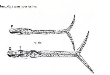 Gambar. Serkaria dari dua spesies Trichobilharzia. P : Trichobilharzia physellae, O : Trichobilharzia 