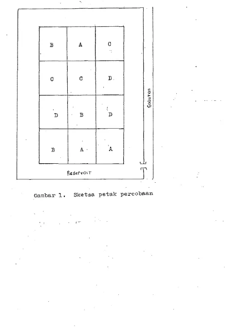 Gambar 1. Sketsa petak percobaan 
