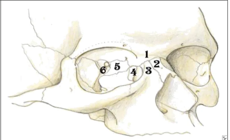 Gambar  2.  Fraktur  Kompleks  Nasal  terdiri  dari  sebuah  pertemuan  beberapa tulang: (1) tulang frontal, (2) tulang hidung, (3) tulang rahang  atas,  (4)  tulang  lakrimal,  (5)  tulang  ethmoid,  dan  (6)  tulang  sphenoid  (   www.emedicine.com ) 