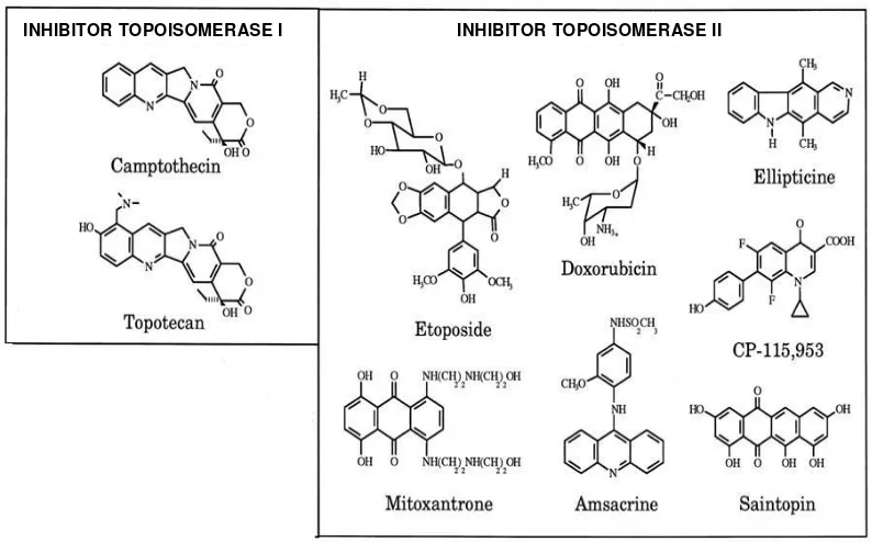 Gambar 6 Struktur beberapa topoisomerase poison (Ammon dan Osheroff  1995) 