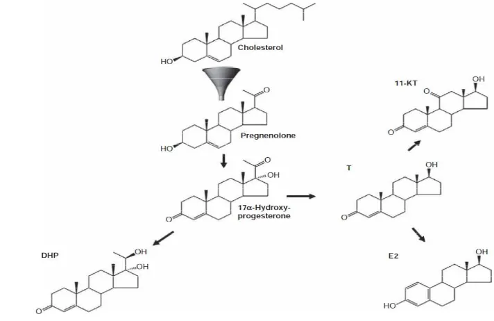Gambar 2 Proses steroidogenesis pada ikan (Schulz dan Nobrega 2011) 