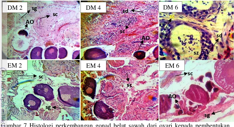 Gambar 7 Histologi perkembangan gonad belut sawah dari ovari kepada pembentukan 