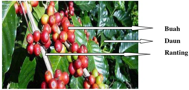 Gambar 1.  Buah kopi robusta (Coffea robusta)  Sumber: Lampung Post (2013). 