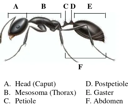 Gambar 2.  Morfologi semut Sumber : Hashimoto (2003). 