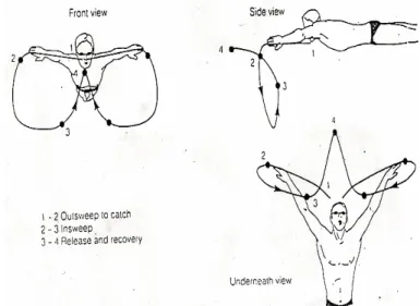 Gambar 3 Gerakan lengan gaya dada 