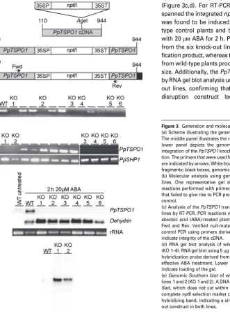 Figure 3. Generation and molecular analysis oftion. The primers that were used for molecular analyses of the transgenic linesare indicated by arrows