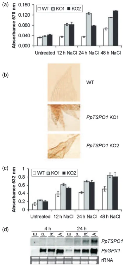 Figure 5. Htreated with 0.5(d) RNA gel blot analysis using 10(c) Wild-type plants and0.1% ethanol (E; control)