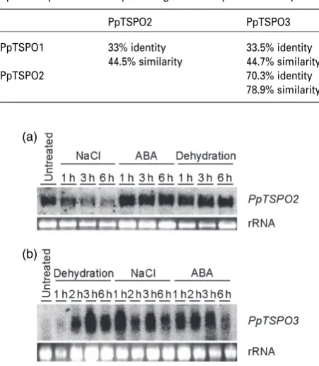 Table 1 Protein sequence comparison of PpTSPO1, PpTSPO2 andPpTSPO3 presented as a percentage of identity and similarity