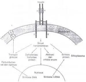 Gambar 2. Gambaran skematik struktur LDL, EGF dan reseptor insulin.  