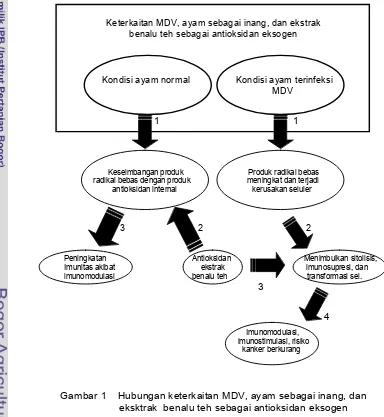 Gambar 1    Hubungan keterkaitan MDV, ayam sebagai inang, dan 