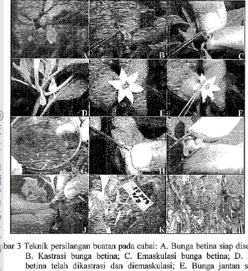 Gambar 3 Teknik persilangan buatan pada cabai: A. Bunga betina siap diserbuki; 