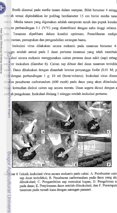 Gambar 6 Teknik inokulasi virus secara mekanis pada cabai. A. Pembuatan cairan 