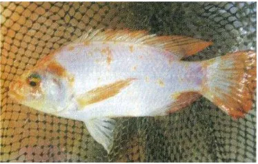 Gambar 2. Ikan Nila Merah (Oreochromis niloticus) 