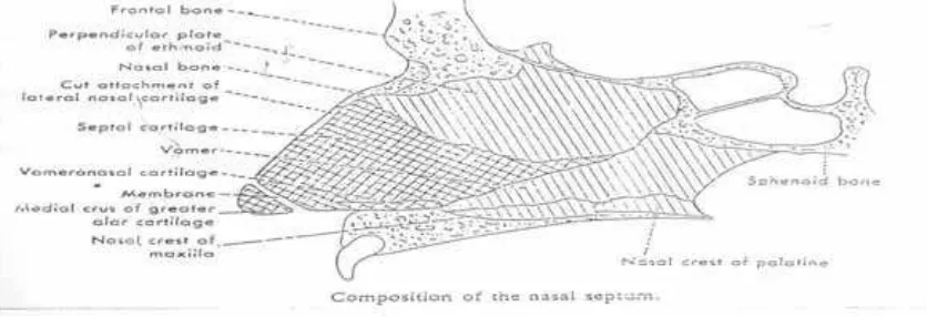 Gambar I (dikutip dari kepustakaan 12) :  prosesus nasal bawah (krista) maksila membentuk bagian anterior septum  