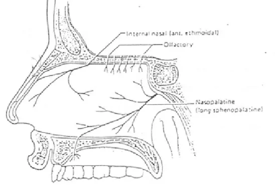 Gambar III (dikutip dari kepustakaan  