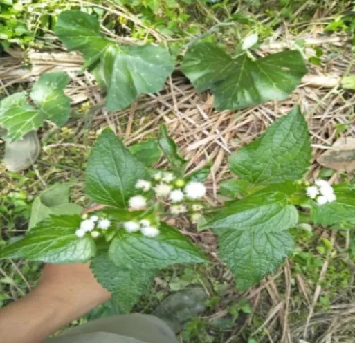 Gambar 2.7 A. conyzoides (Sumber : Gea, 2019) 