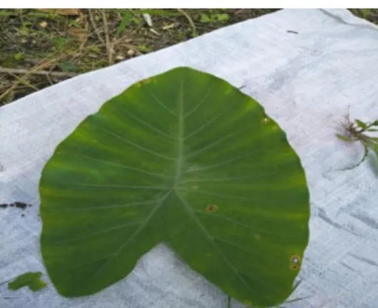 Gambar 2.2.C.esculenta (Sumber: Gea, 2019) 