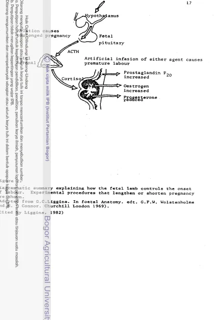 Figure 2. ~ i a ~ r a m m a t i c  summary explaining 