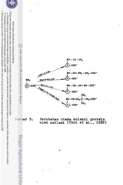 Gambar 5. Perubahan utama.moleku1 protein oleh asilasi (Choi e t  al., 1982) 