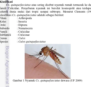 Gambar 1 Nyamuk  Cx. quinquefasciatus dewasa (UF 2009) 
