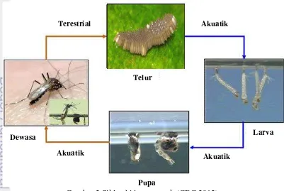 Gambar 2 Siklus hidup nyamuk (CDC 2012) 