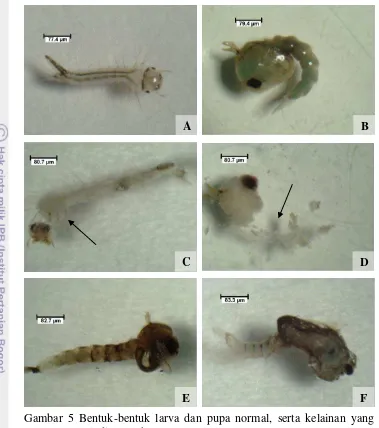 Gambar 5 Bentuk-bentuk larva dan pupa normal, serta kelainan yang 