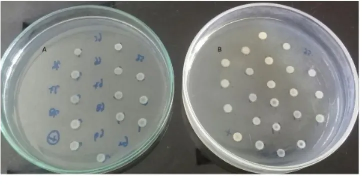 Gambar 1   Hasil uji KHM siprofloksasin terhadap E. coli dengan  menggunakan metode agar dilution