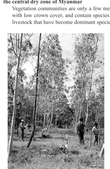 Fig. 4.  Planted 8-y-old Eucalyptus camaldulensis forest in the central dry zone of Myanmar