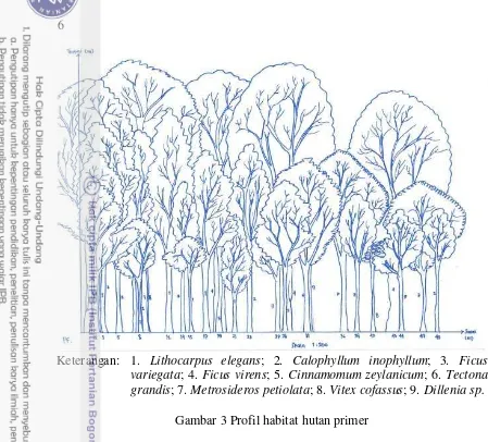 Gambar 3 Profil habitat hutan primer 