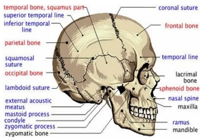Gambar : Tulang tengkorak dan tulang wajah