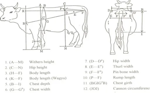 Gambar 1.  Lokasi Anatomi Pengukuran Dimensi Tubuh Ternak Berdasarkan Metode  yang Dipakai oleh Wagyu Registry Assosiation (1992) 