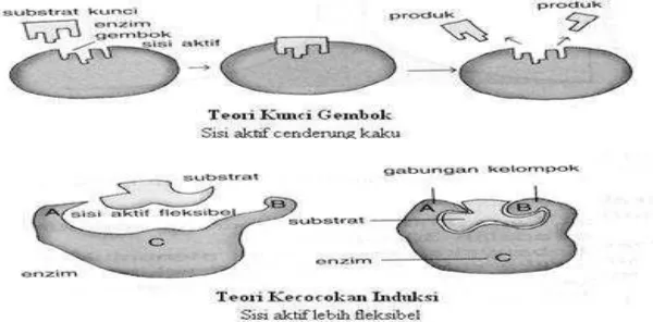 Gambar 4. Teori kunci-gembok dan teori kecocokan induksi (Page, 1997).  