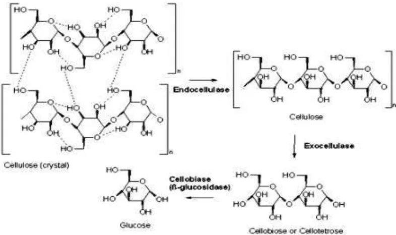Gambar 5. Mekanisme hidrolisis selulosa oleh enzim selulase            (Abdullah, 2011)