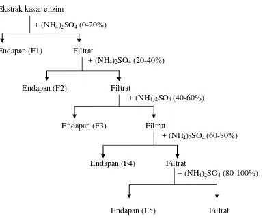 Gambar 11. Skema proses fraksinasi enzim dengan ammonium sulfat 