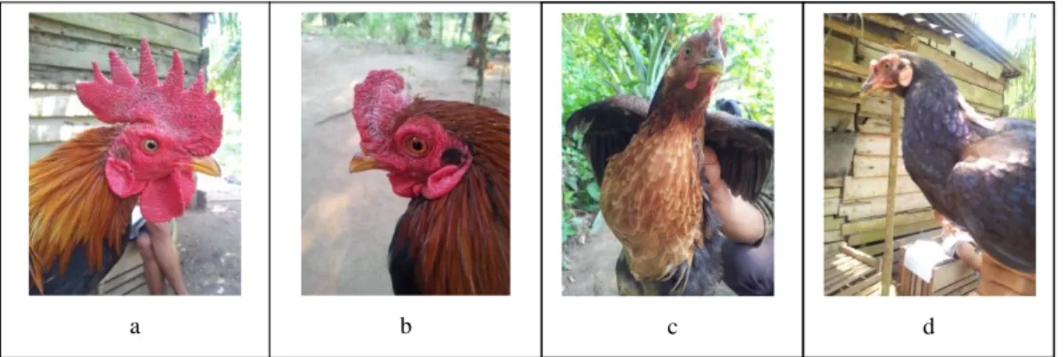 Tabel 2.  Frekuensi fenotipik bentuk dan warna pial hasil pengamatan pada ayam Kampung jantan dan betina  di Desa Menaming 