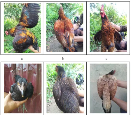 Tabel 3.  Frekuensi  fenotipik  warna  bulu hasil  pengamatan  pada  ayam  Kampung  jantan  dan betina  di  Desa  Menaming 