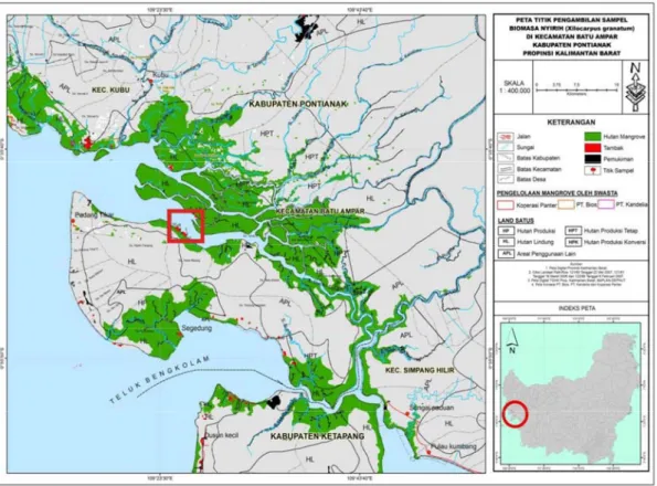 Gambar 1  Peta lokasi pengambilan sampel biomassa jenis nyirih di hutan  mangrove Batu Ampar, Kalimantan Barat