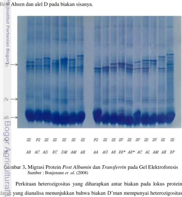 Gambar 3. Migrasi Protein Post Albumin dan Transferrin pada Gel Elektroforesis 