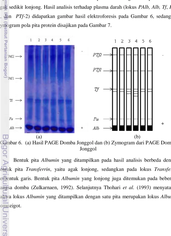 Gambar 6.  (a) Hasil PAGE Domba Jonggol dan (b) Zymogram dari PAGE Domba  Jonggol 