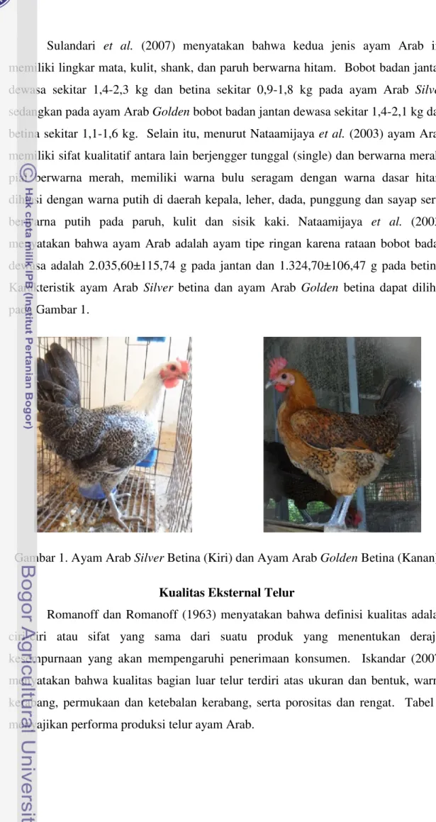 Gambar 1. Ayam Arab Silver Betina (Kiri) dan Ayam Arab Golden Betina (Kanan) Kualitas Eksternal Telur