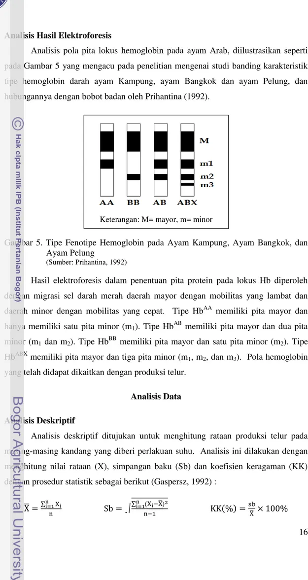 Gambar 5. Tipe Fenotipe  Hemoglobin  pada Ayam Kampung,  Ayam  Bangkok,  dan Ayam Pelung