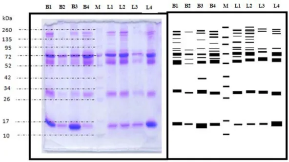 Gambar  1.  a)  Separasi  Profil  Protein  Pada  Sampel  Plasma  Darah  Kerbau  Dari  Populasi  Wilayah Bangkalan (Sampel B1-B4-) Serta Lumajang (Sampel L1-L4)   b)  Zimogram Profil Protein Pada Sampel Plasma Darah Kerbau Dari Populasi 